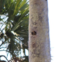 Colaptes fernandinae