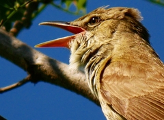 Acrocephalus orientalis