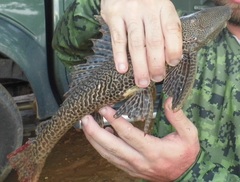 Pterygoplichthys pardalis