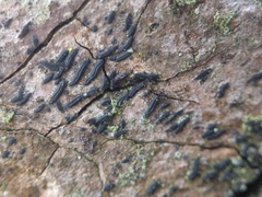 Hysterium angustatum