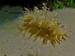 Chaetodermis penicilligerus
