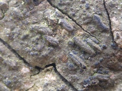 Hysterium angustatum