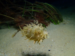 Chaetodermis penicilligerus