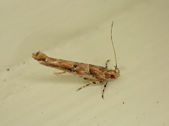 Pyroderces aellotricha