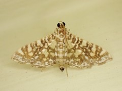 Glyphodes onychinalis