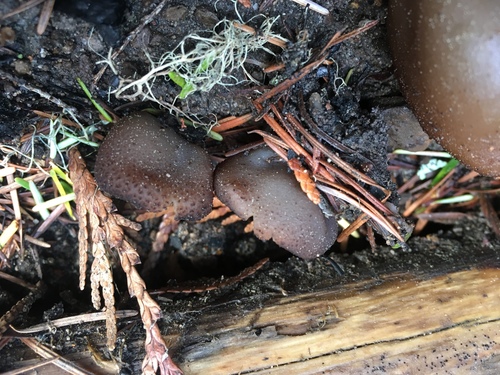 Plicaria endocarpoides image