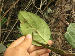 Macleania rupestris