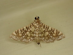 Glyphodes onychinalis