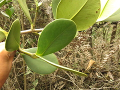 Clusia multiflora