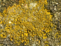 Flavoplaca flavocitrina