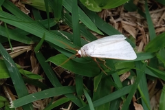 Lepidoptera