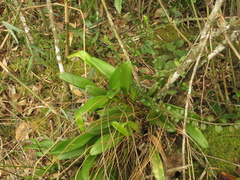 Stelis galeata