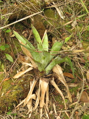 Tillandsia clavigera