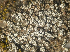Myriolecis semipallida