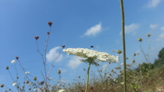 Visnaga daucoides