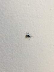 Anthelephila caerulea