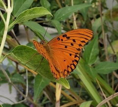 Dione vanillae