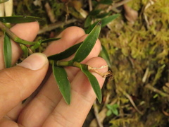 Epidendrum zipaquiranum