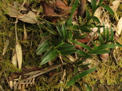 Epidendrum zipaquiranum