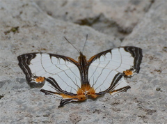 Cyrestis nivea
