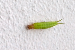 Lepidoptera