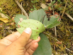 Macleania rupestris