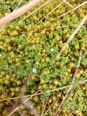 Clinopodium nubigenum