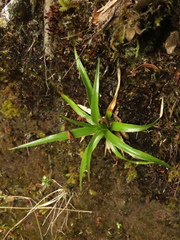 Puya nitida