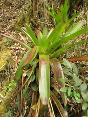 Guzmania squarrosa