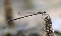 Mortonagrion arthuri