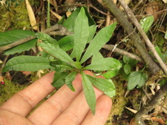 Cestrum buxifolium