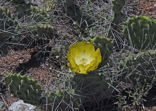 sulphur cactus