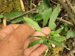 Cestrum buxifolium