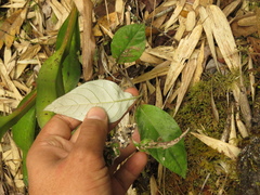 Oligactis sessiliflora