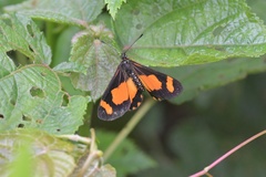 Acraea uvui
