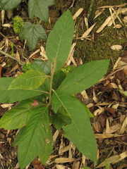 Critoniopsis bogotana