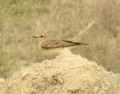 Oenanthe melanoleuca