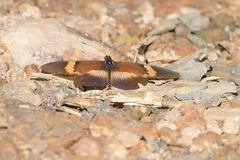 Acraea quadricolor