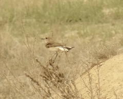 Oenanthe melanoleuca