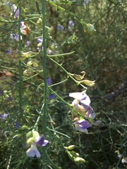 Psoralea usitata