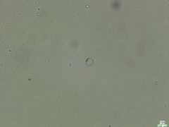 Coscinodiscophycidae