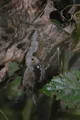 Protogoniomorpha temora