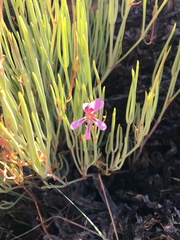 Pelargonium laevigatum oxyphyllum