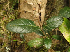 Citharexylum sulcatum