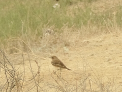 Oenanthe melanoleuca