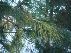 Pinus peuce