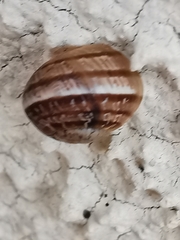 Cornu aspersum