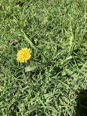 Taraxacum officinale