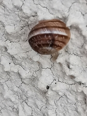 Cornu aspersum