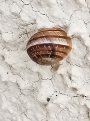Cornu aspersum